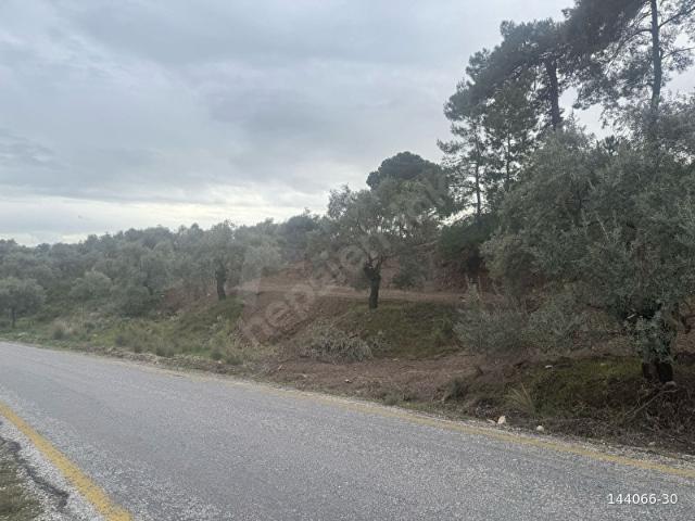 Milas, Muğla içerisinde satılık mülk
