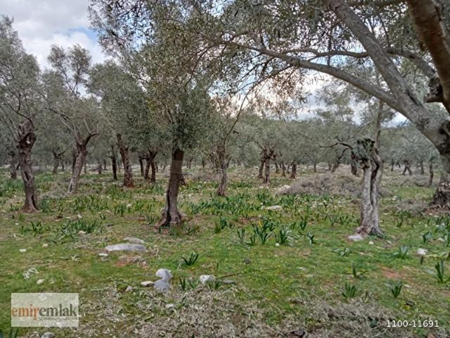Milas, Muğla içerisinde satılık mülk