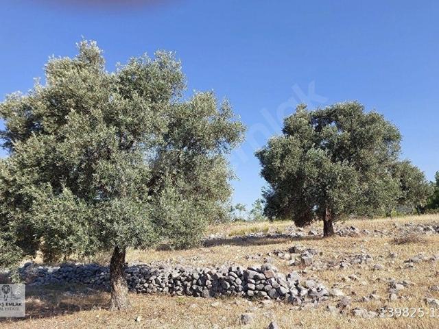 Milas, Muğla içerisinde satılık mülk