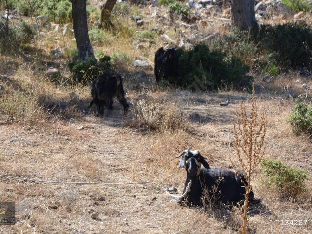 Kayadere, Milas içerisinde satılık mülk