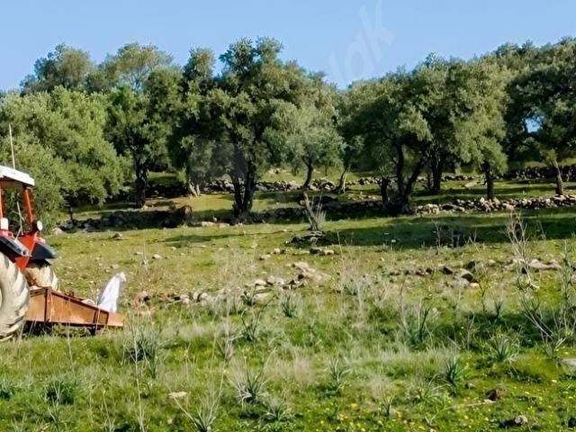 Milas, Muğla içerisinde satılık mülk
