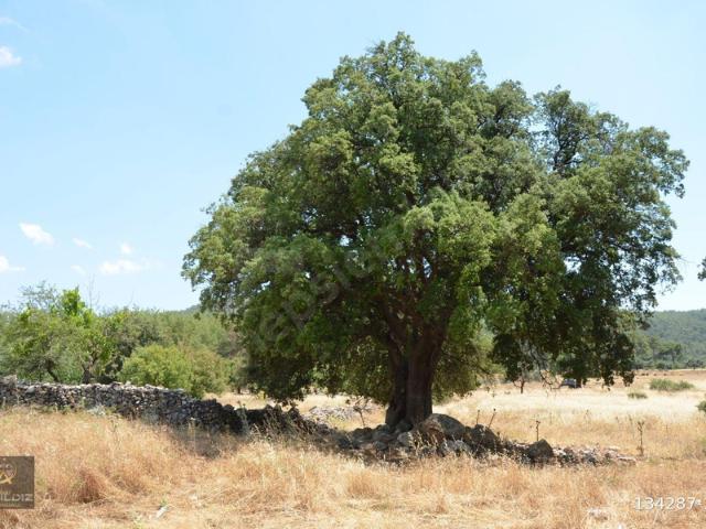 Kayadere, Milas içerisinde satılık Arsa