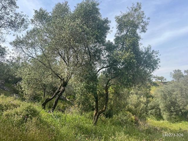 Milas, Muğla içerisinde satılık mülk