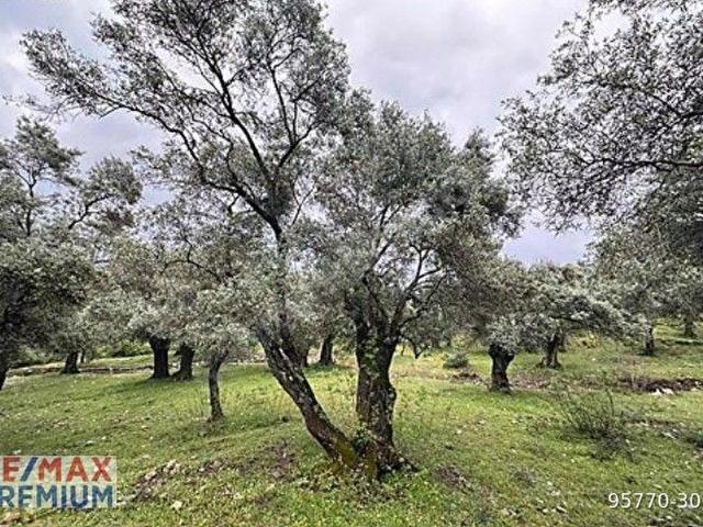 Milas, Muğla içerisinde satılık mülk