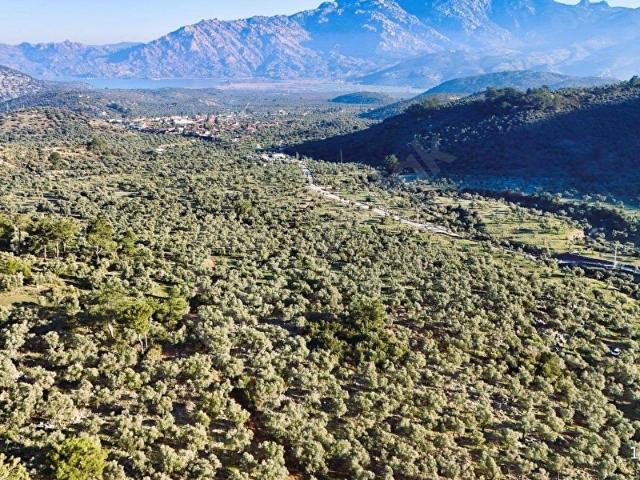 Milas, Muğla içerisinde satılık mülk
