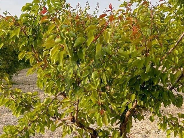 Mut, Mersin içerisinde satılık mülk