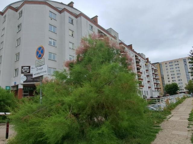 Mieszkanie do wynajęcia w Warszawa, Mazowieckie