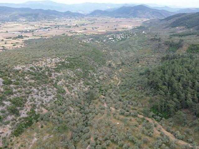 Milas, Muğla içerisinde satılık mülk