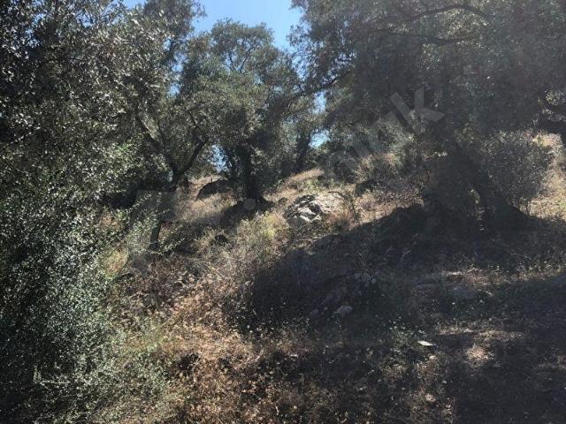 Milas, Muğla içerisinde satılık mülk