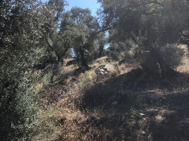 Milas, Muğla içerisinde satılık mülk