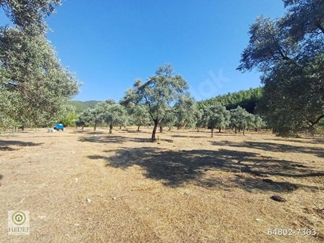 Milas, Muğla içerisinde satılık Arsa