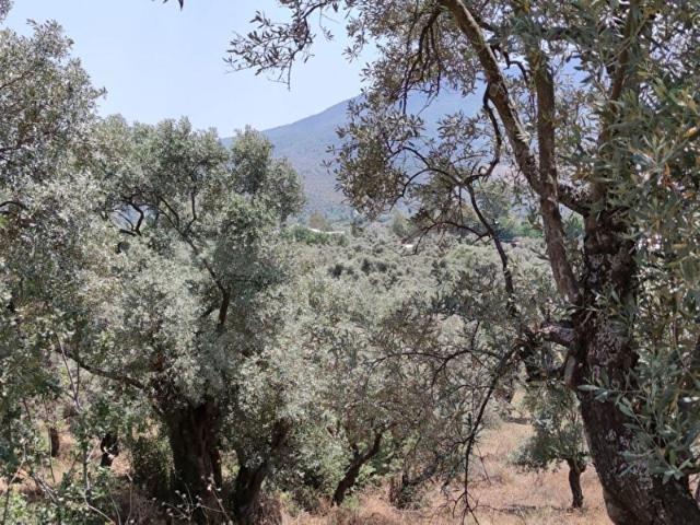 Milas, Muğla içerisinde satılık mülk