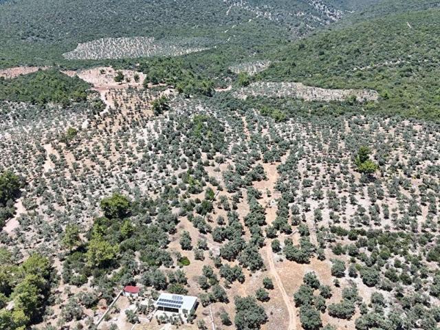 Milas, Muğla içerisinde satılık mülk