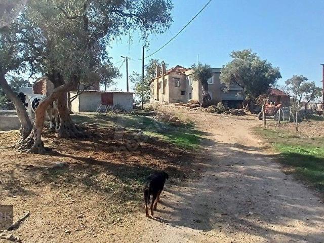 Milas, Muğla içerisinde satılık mülk