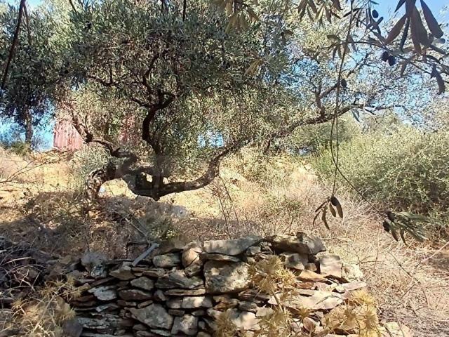 Hasanlar, Milas içerisinde satılık mülk