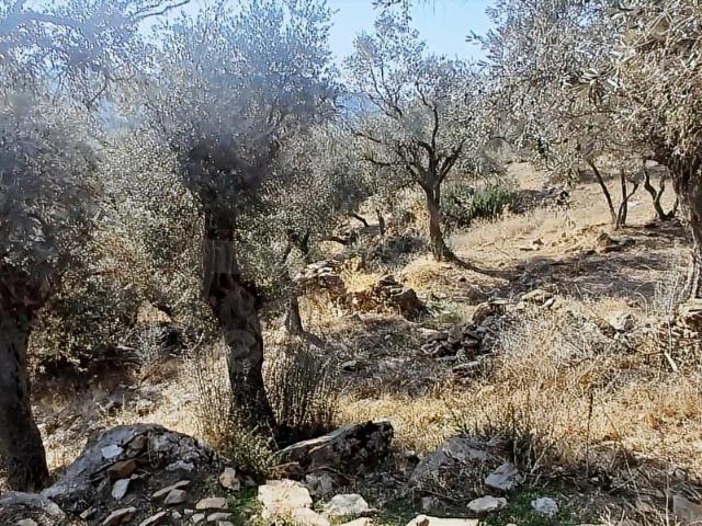Milas, Muğla içerisinde satılık mülk