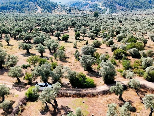 Milas, Muğla içerisinde satılık mülk