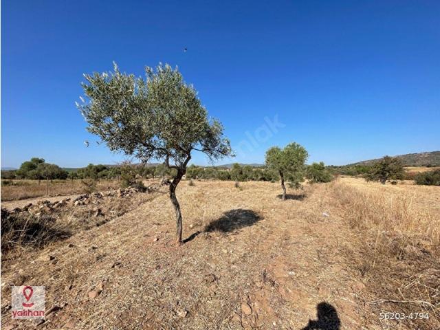 Milas, Muğla içerisinde satılık Arsa