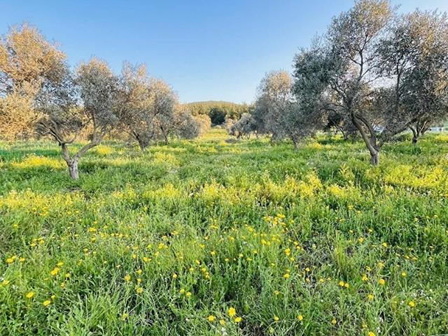 Milas, Muğla içerisinde satılık Arsa