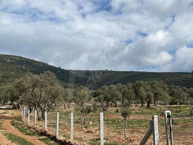 Milas, Muğla içerisinde satılık mülk