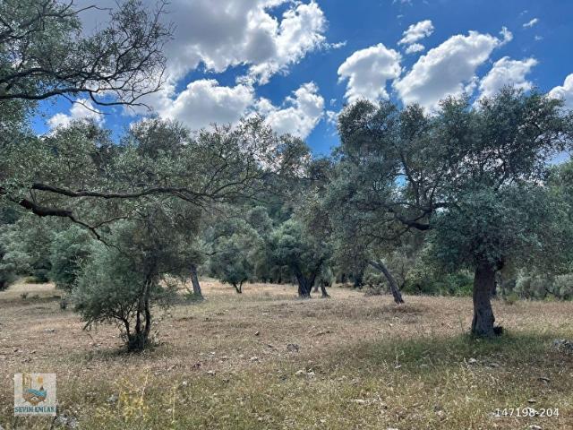 Milas, Muğla içerisinde satılık mülk