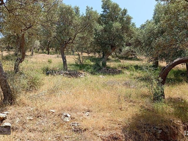 Milas, Muğla içerisinde satılık mülk