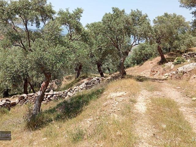 Milas, Muğla içerisinde satılık mülk