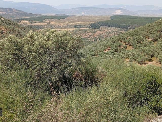 Milas, Muğla içerisinde satılık mülk
