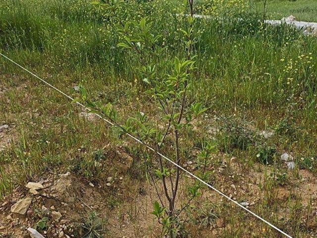 Milas, Muğla içerisinde satılık Arsa