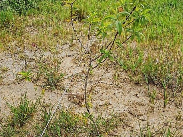 Milas, Muğla içerisinde satılık Arsa