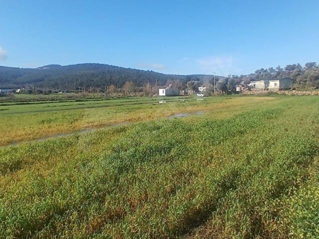 Milas, Muğla içerisinde satılık Arsa