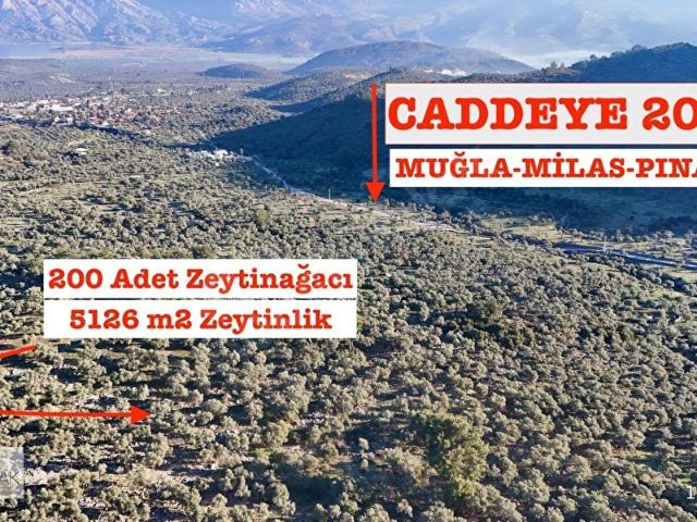 Pınarcık, Milas içerisinde satılık mülk