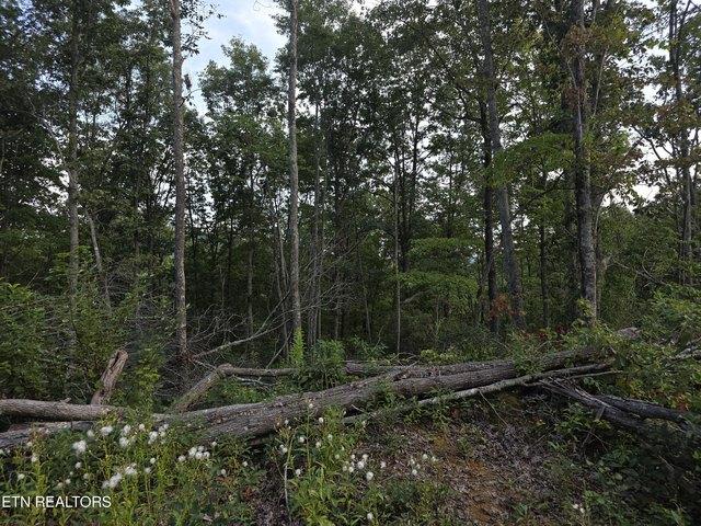 Land for sale in Sunbright, East Tennessee