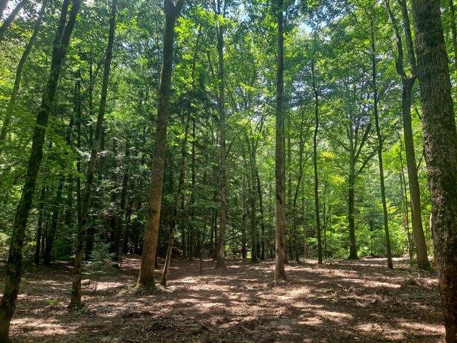 Land for sale in Alabama
