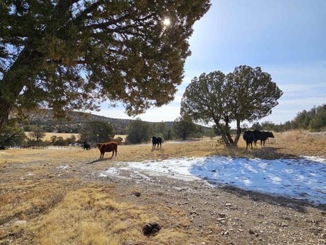 Land for sale in New Mexico