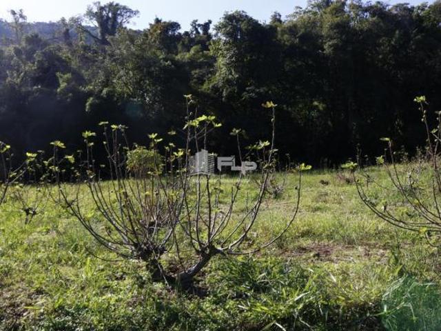 Sítio e chácara venda em Região Geográfica Imediata de Caxias do Sul, Feliz