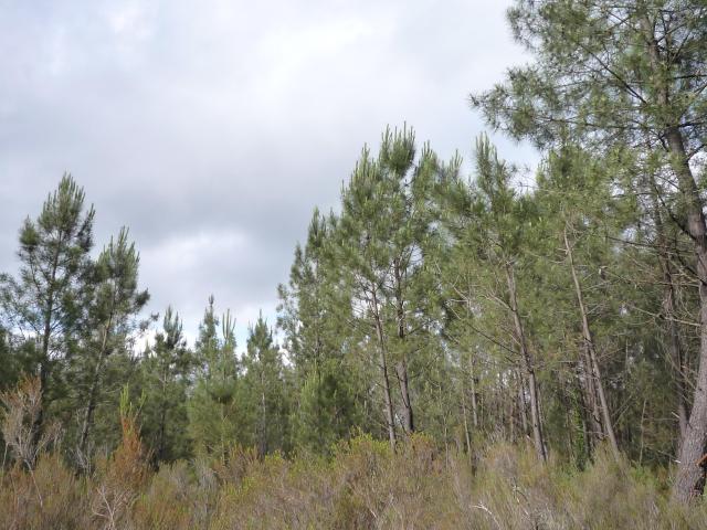 Terrain vente à Arcachon, Mios