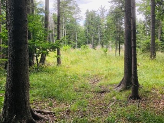 Landwirtschaft kaufen in Ternitz, Niederösterreich