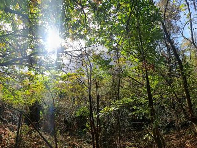 Immobilie kaufen in Orselina, Tessin