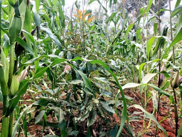 Land for sale in Makuyu, Maragwa