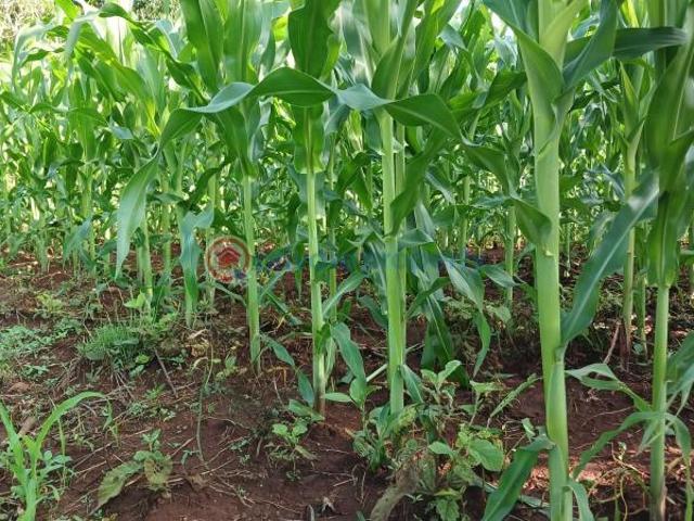 Land for sale in Makuyu, Maragwa