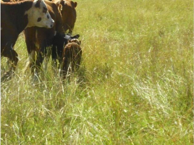 Acreage for sale in Mole River, New South Wales