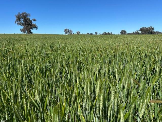 Acreage for sale in Belfrayden, New South Wales