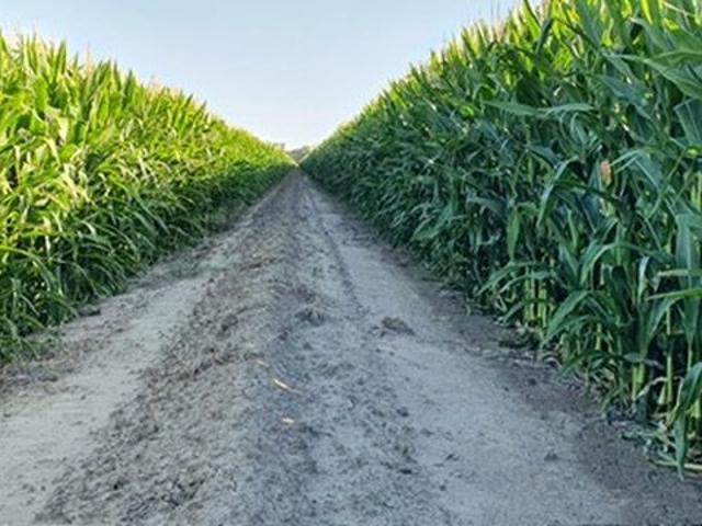 Acreage for sale in Morago, New South Wales
