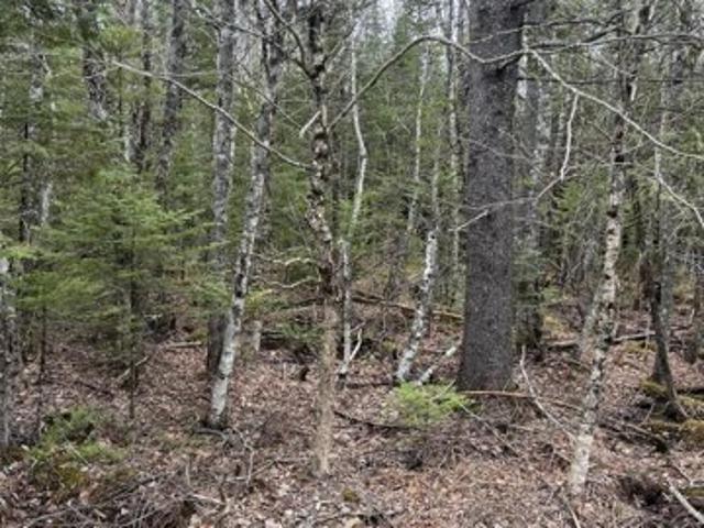 Land for sale in Orient, Maine