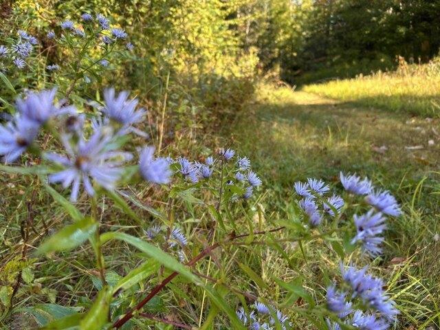 Land for sale in Waldo, Maine