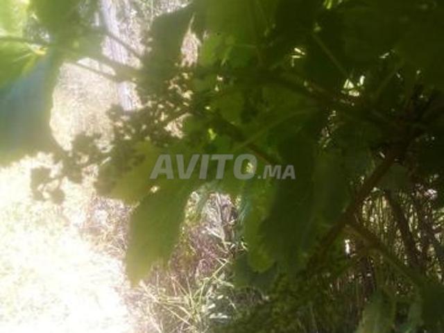 Maison vente à Taounate