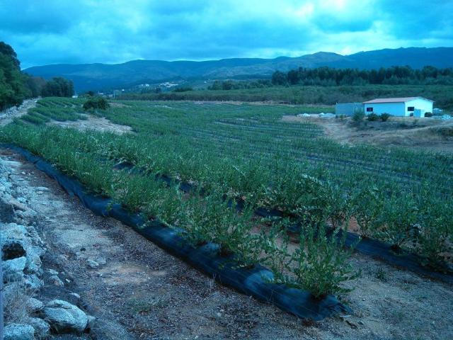 Terreno venda em Guarda, São Julião