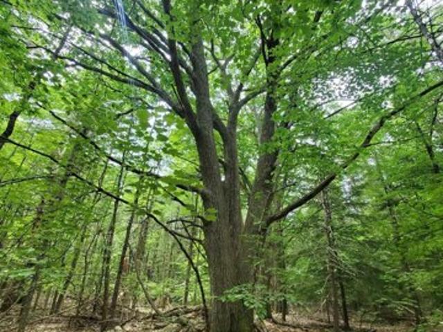 Land for sale in New Hampshire