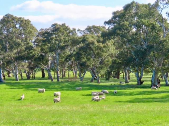 Land for rent in Comaum, South Australia